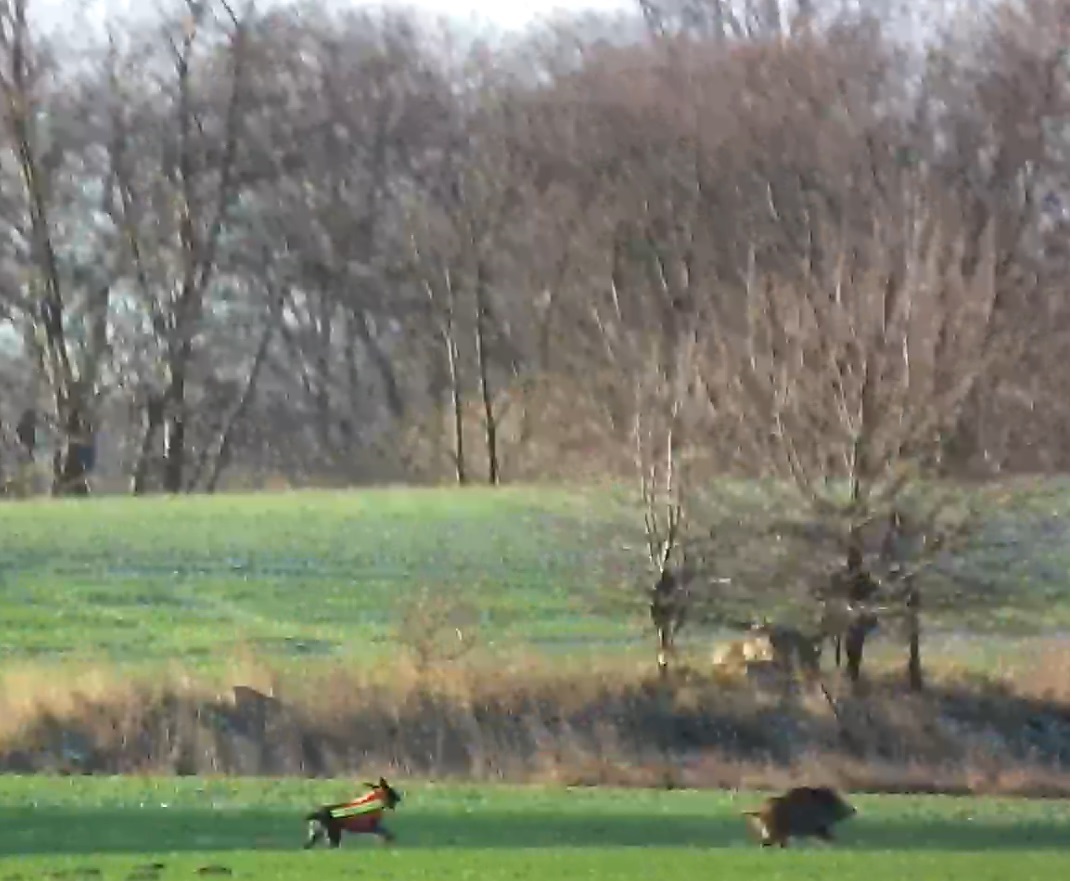 Drückjagd 2013...