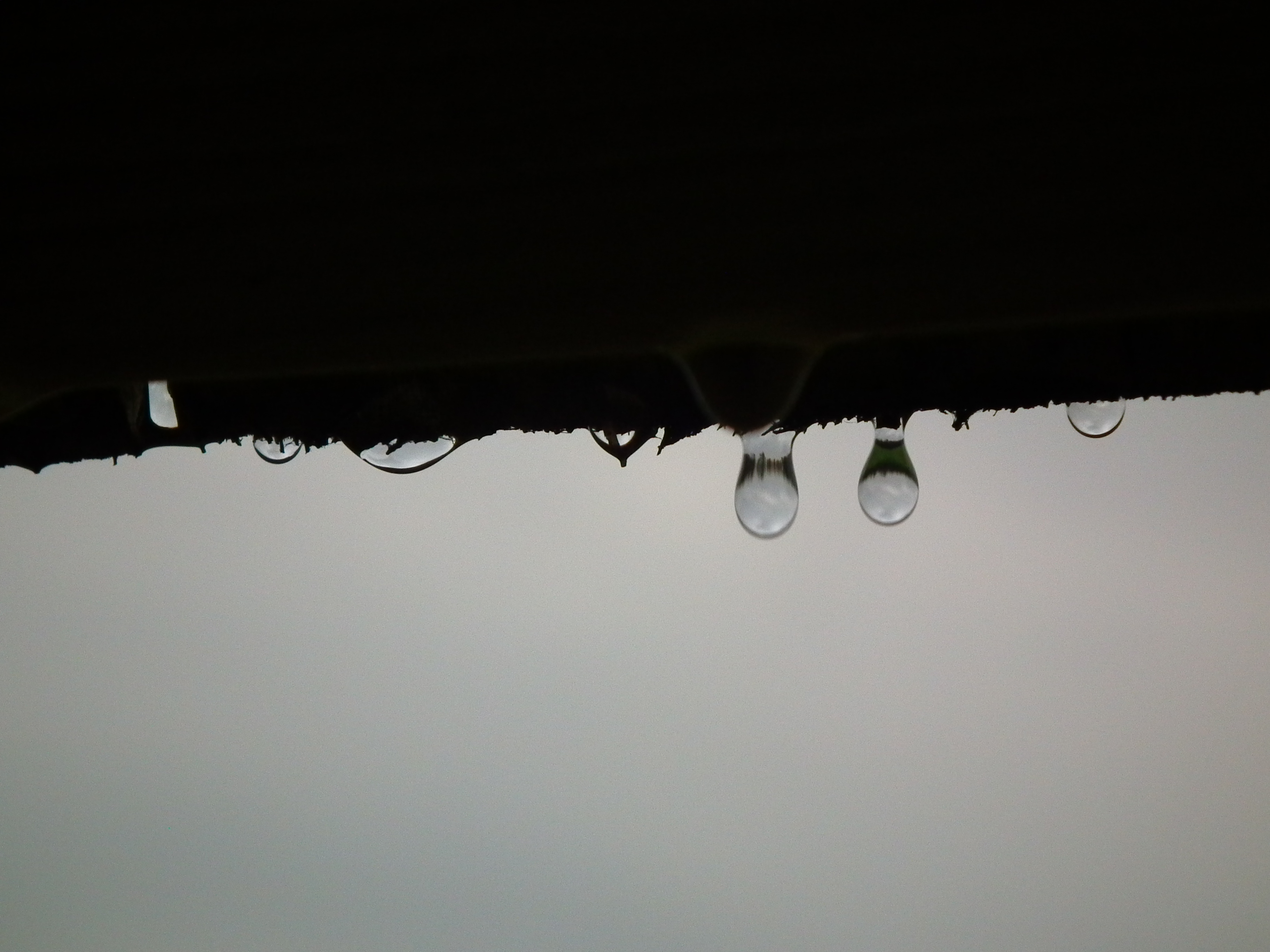 Regen am Siebenschläfer