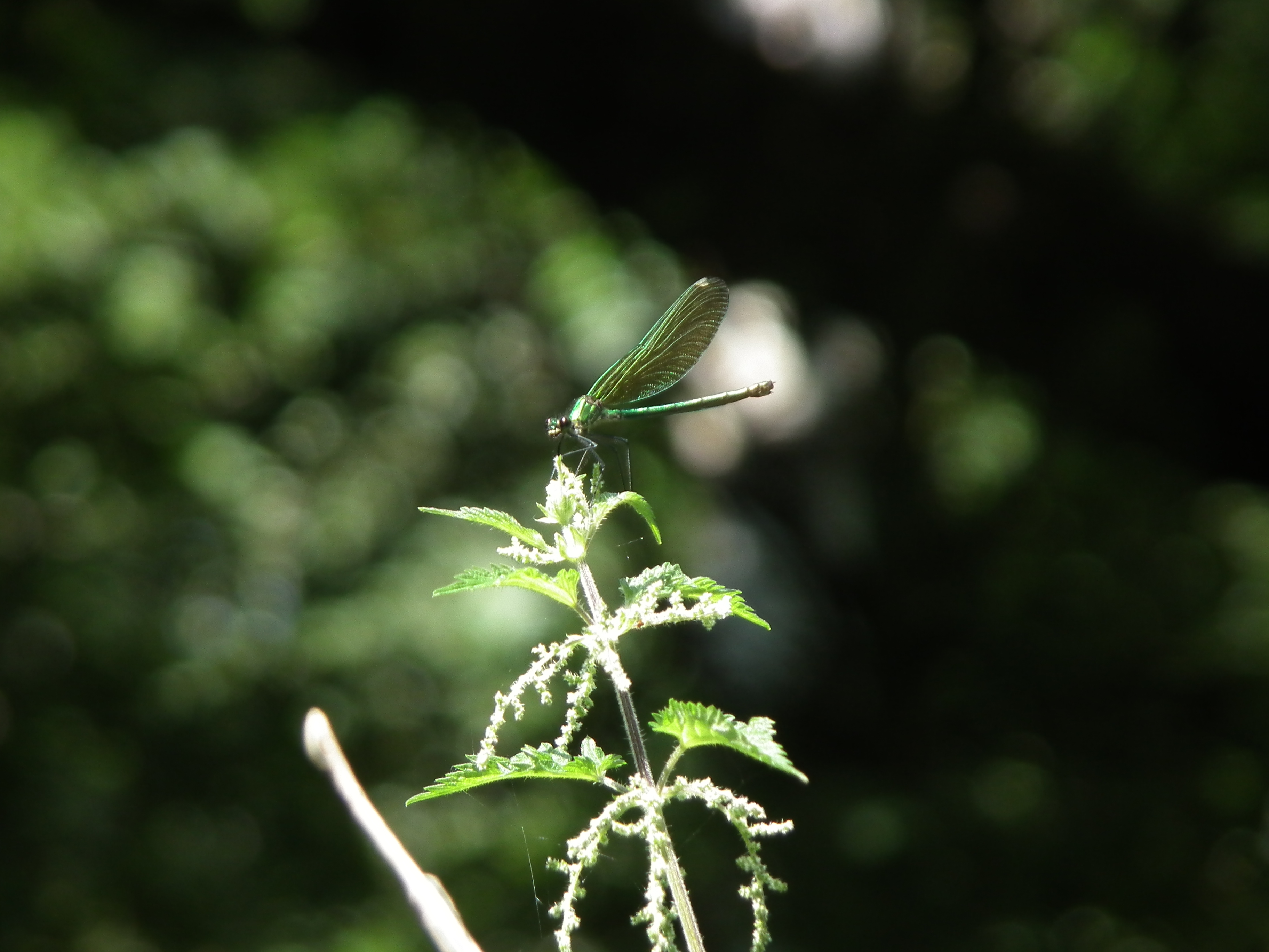 DSCF5018