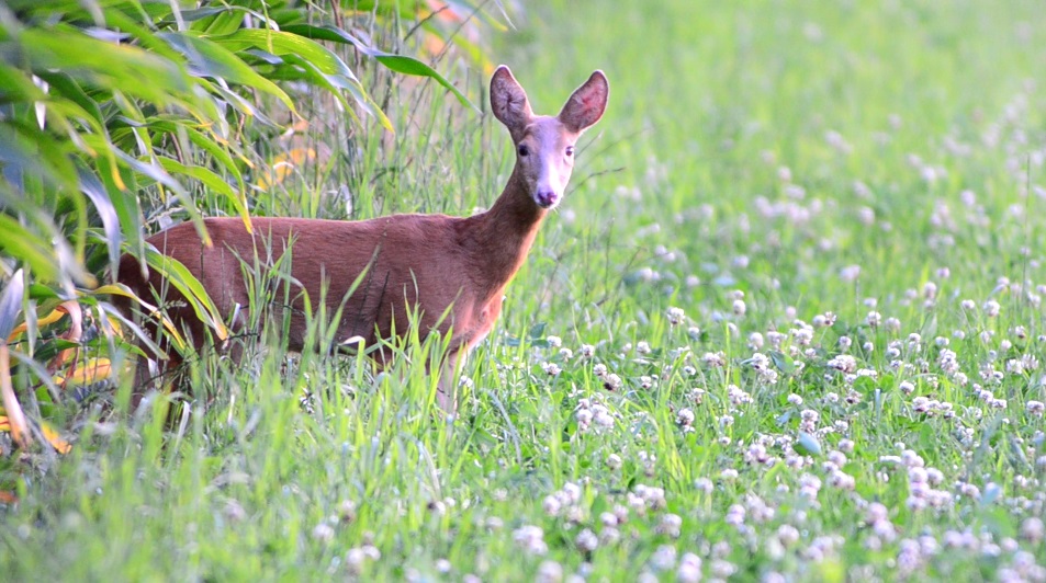 Schneewittchen, ein Reh mit einer leichten Blesse. Eine wirkliche Schönheit, wie ich finde. Das Bild ist ein Screenshot aus einer Videoaufnahme mit dem Spektiv STX von Swarovski Optik Hunting #swarovskihunting #DOY2016