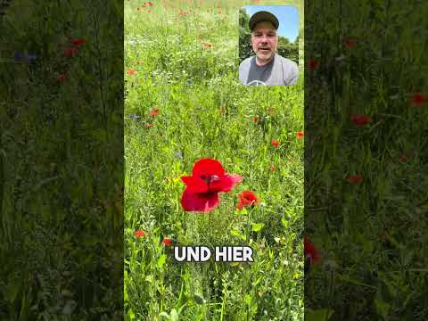 Blühstreifen: Win-Win für Landwirte und Natur??? #beecareful